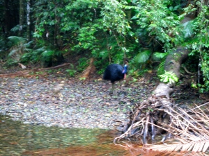 Terrible photo I took of said cassowary in the heat of the moment