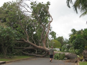 January 3, 2008. Trees over the road in Nightcliff after Cyclone Helen