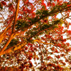 Flame trees at East Point