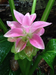 Pink pretties in the rain (also known, I think, as native ginger flowers, step in now naturalists...)  Litchfield National Park.