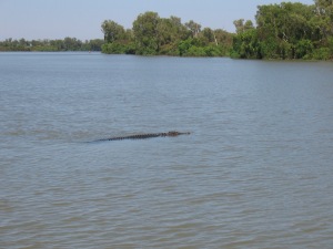 Croc in Corroboree Billabong